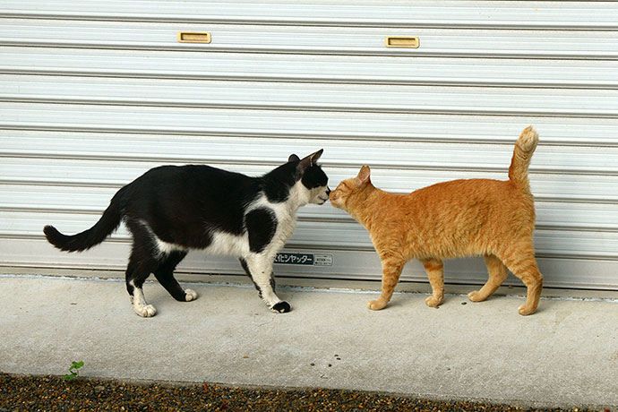 街のねこたち