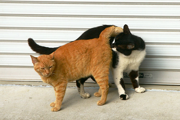 街のねこたち
