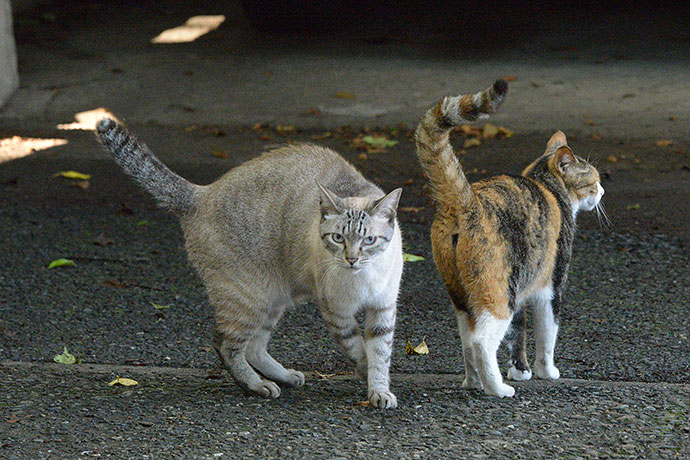 街のねこたち