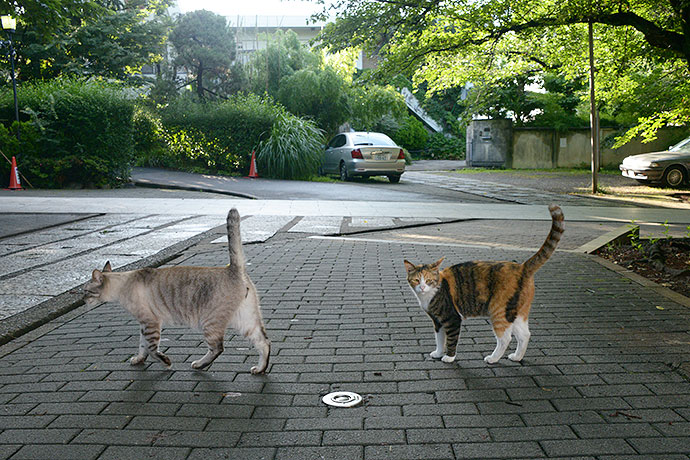 街のねこたち