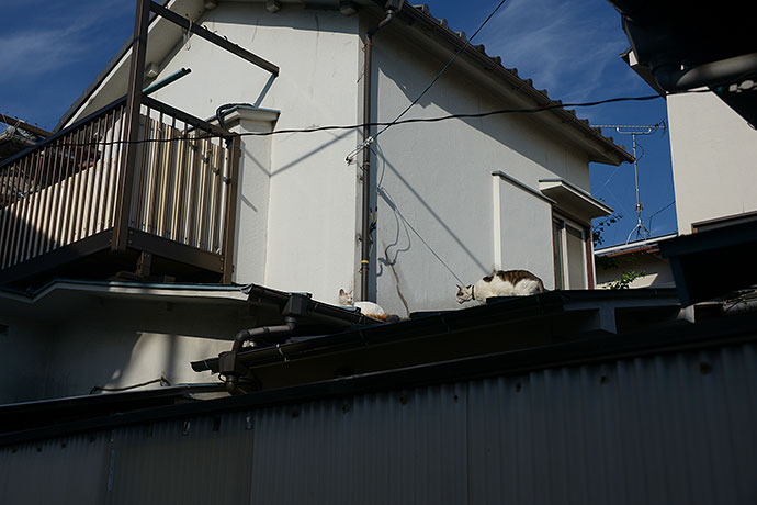 街のねこたち