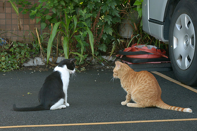 街のねこたち