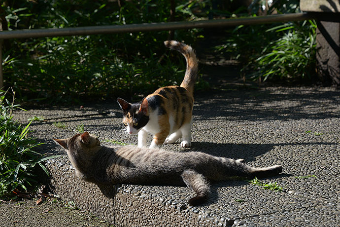 街のねこたち