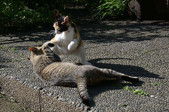 街のねこたち