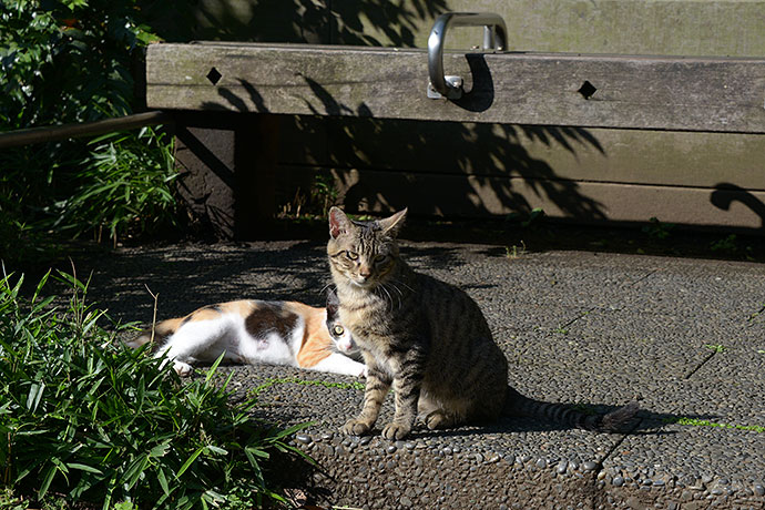 街のねこたち