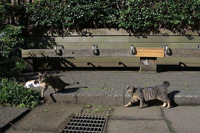 街のねこたち