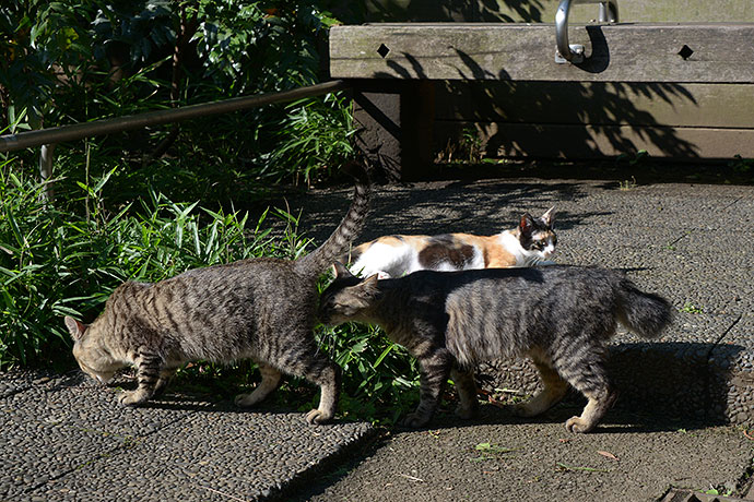 街のねこたち