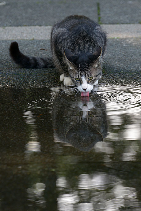 街のねこたち