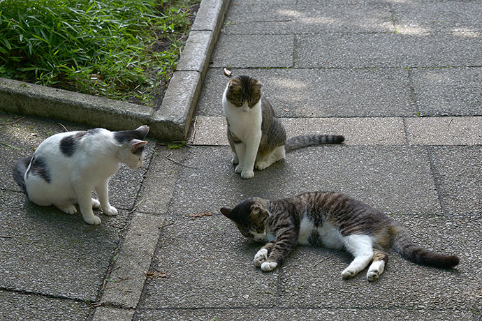 街のねこたち