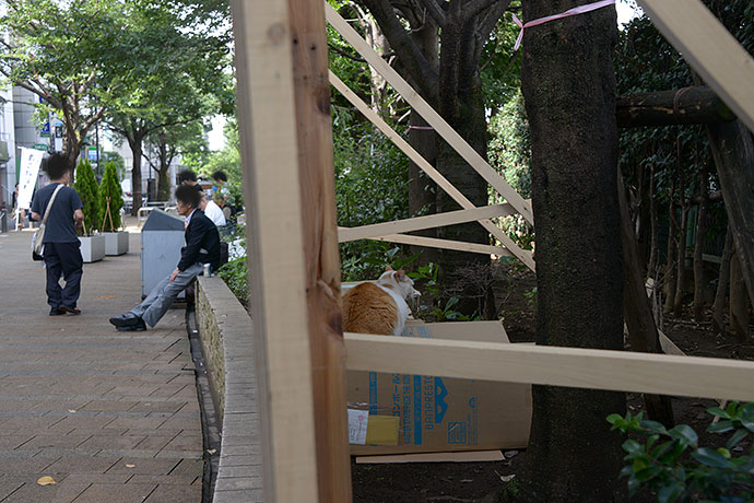 街のねこたち