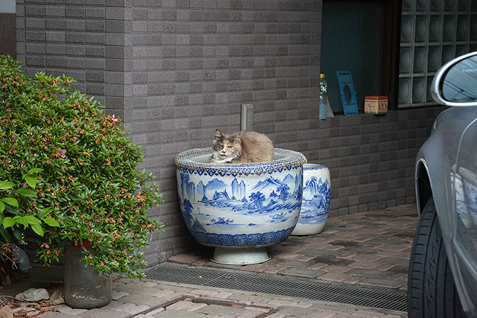 街のねこたち