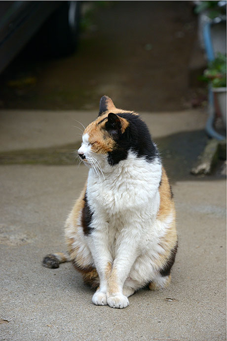 街のねこたち