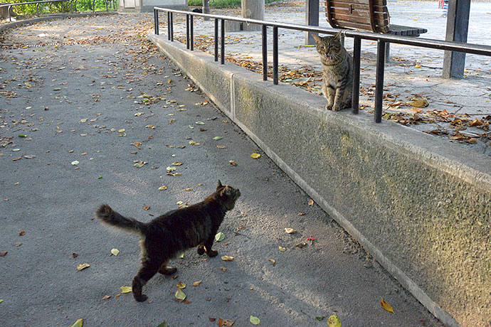 街のねこたち