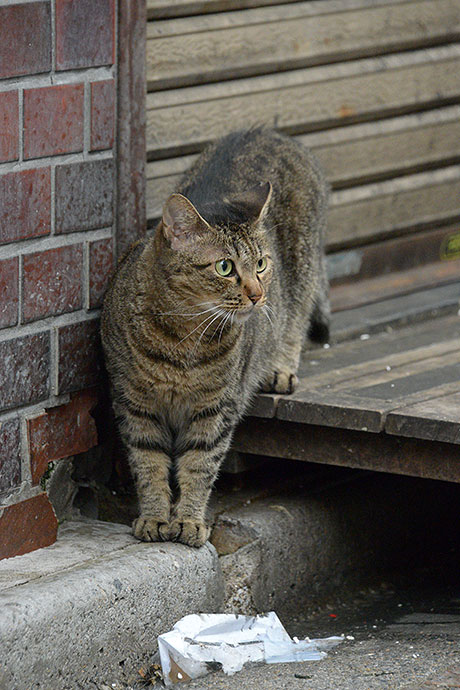 街のねこたち