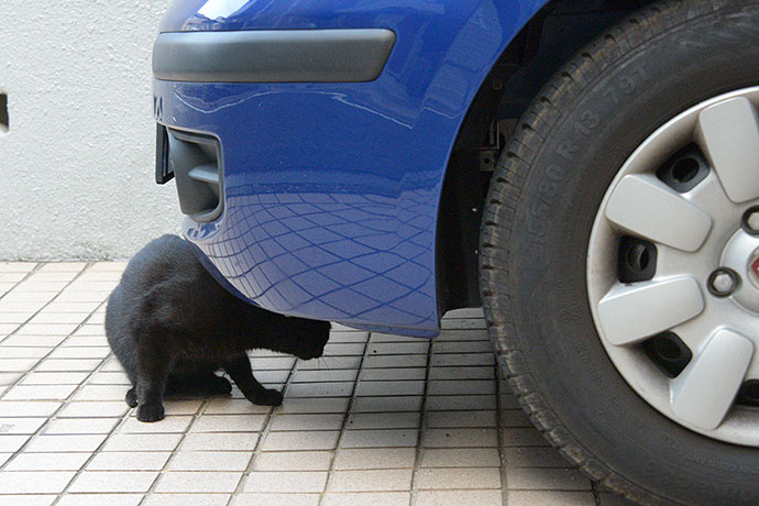 街のねこたち