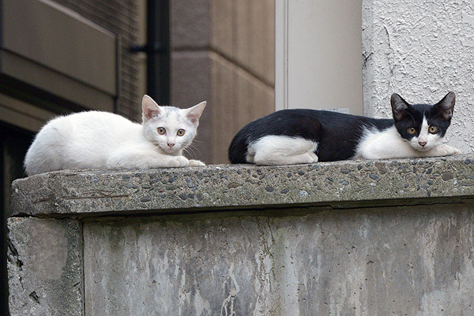 街のねこたち