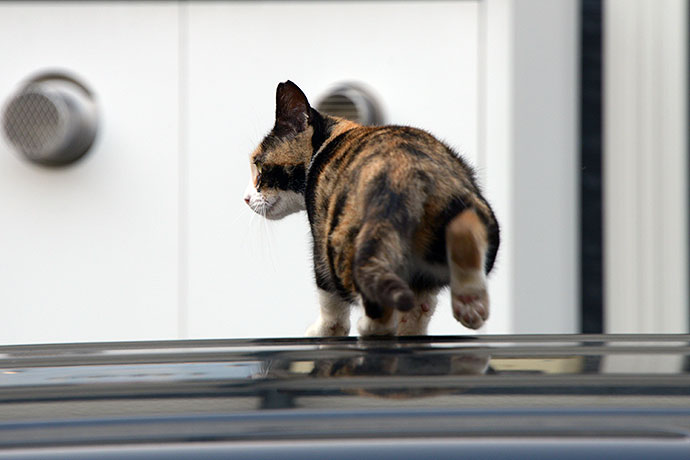 街のねこたち