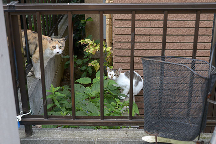街のねこたち