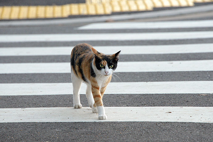 街のねこたち