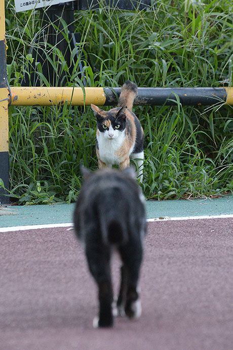 街のねこたち