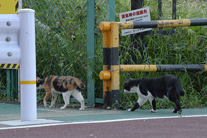 街のねこたち