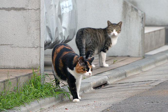 街のねこたち