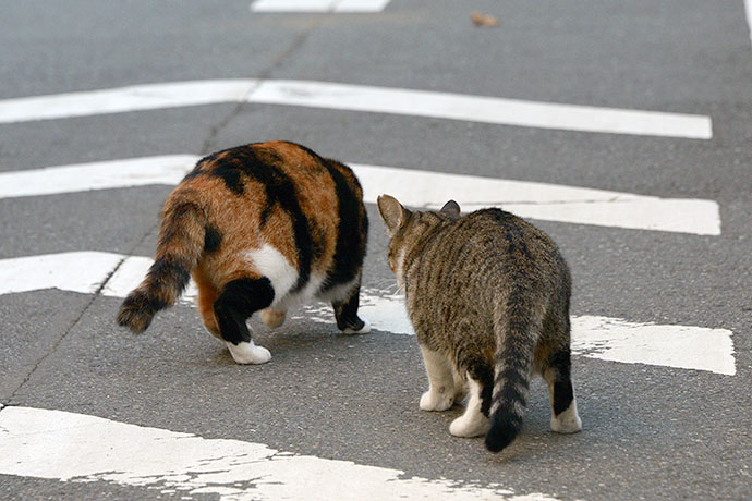 街のねこたち
