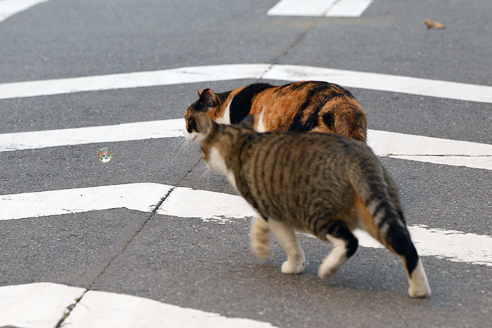 街のねこたち