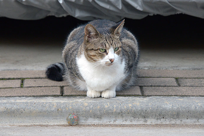 街のねこたち