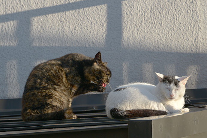 街のねこたち