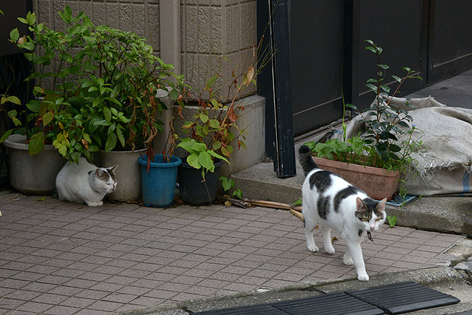 街のねこたち