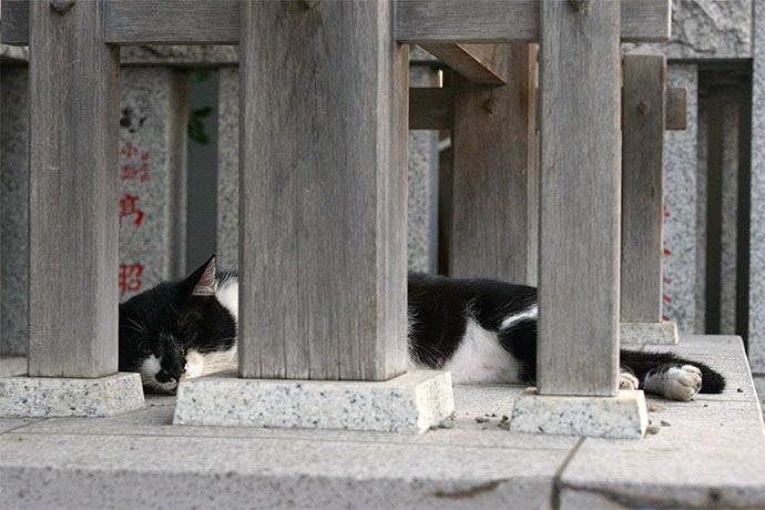街のねこたち