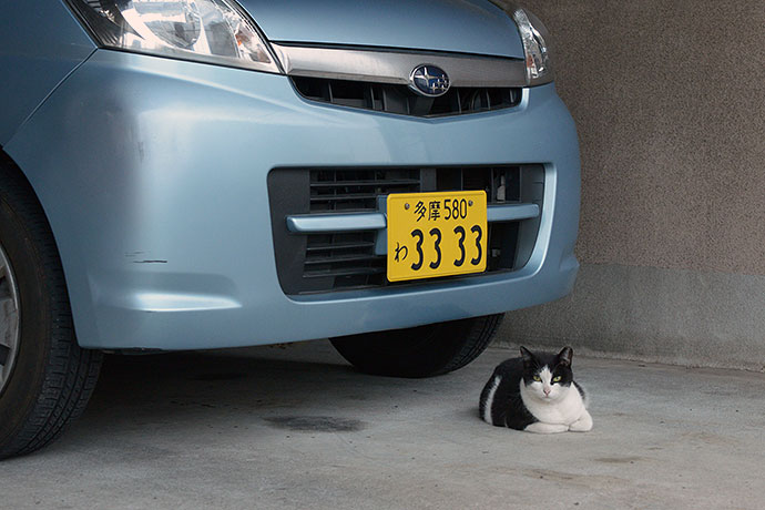 街のねこたち