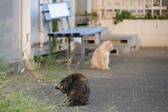 街のねこたち