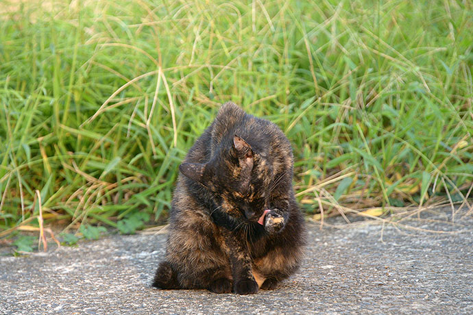 街のねこたち