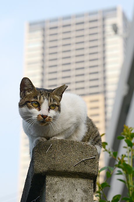 街のねこたち