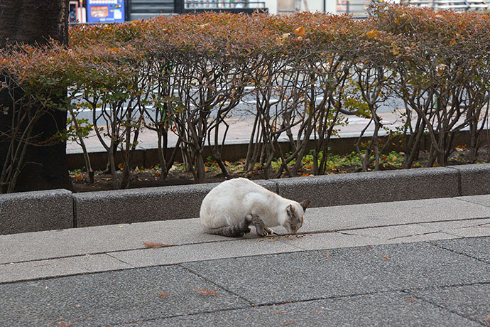 街のねこたち