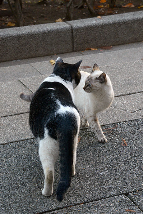 街のねこたち