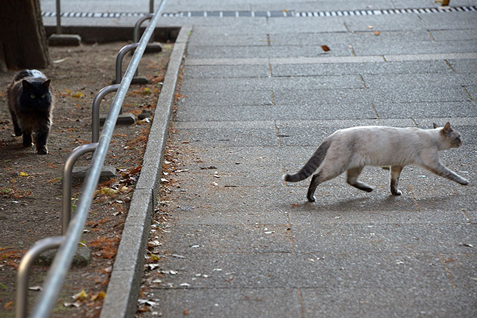 街のねこたち