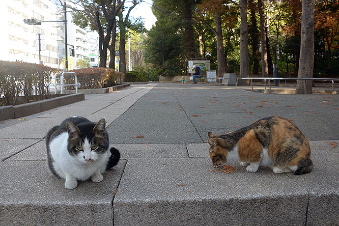 街のねこたち