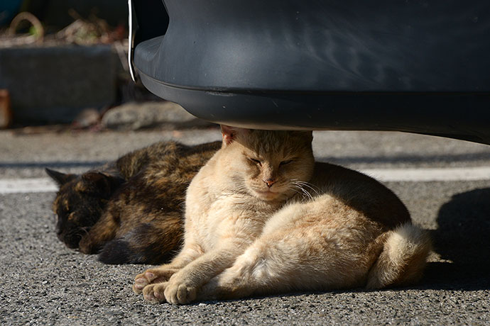 街のねこたち