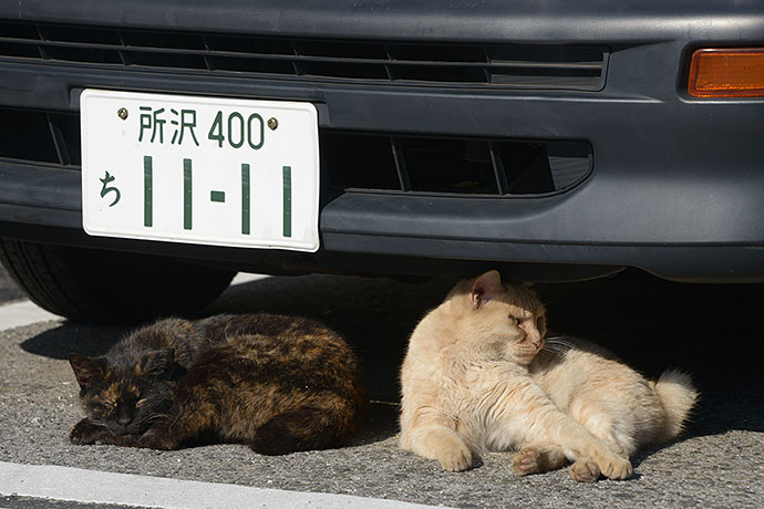 街のねこたち