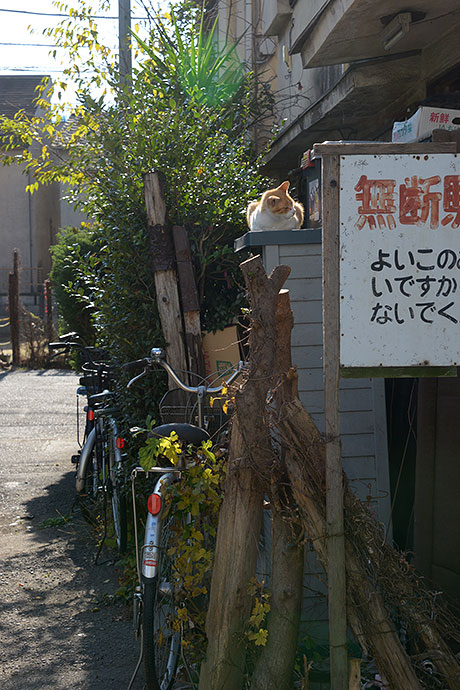 街のねこたち