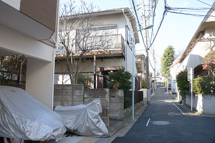 街のねこたち