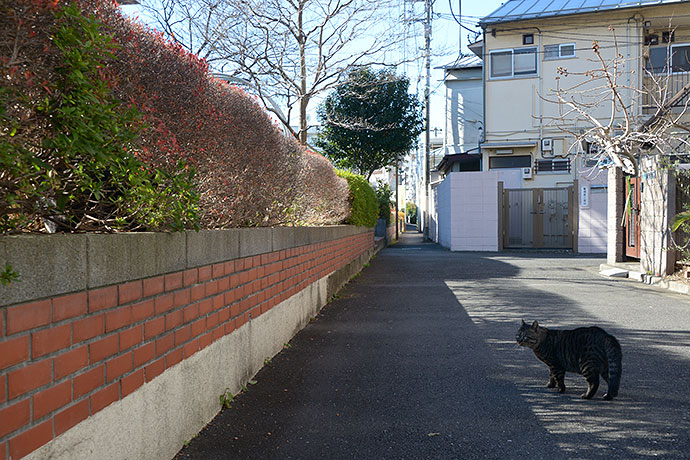 街のねこたち