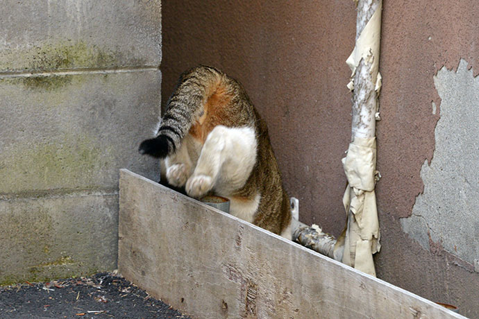 街のねこたち