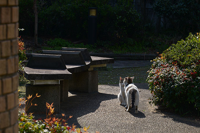 街のねこたち