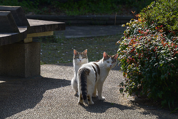 街のねこたち