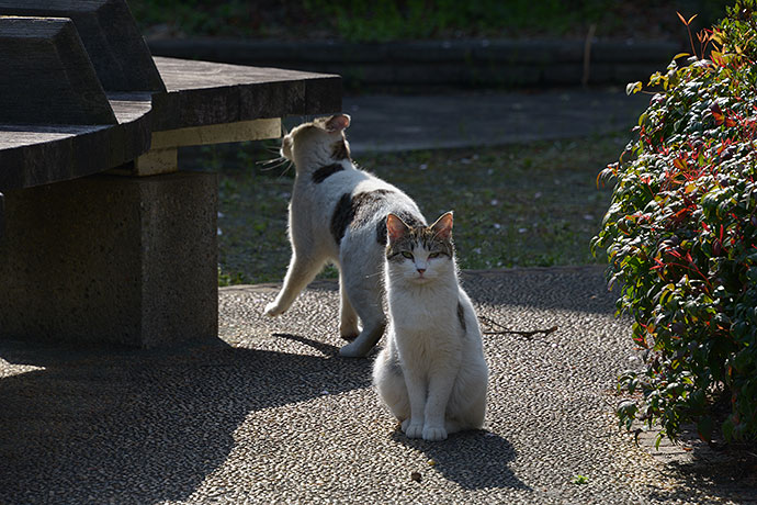 街のねこたち