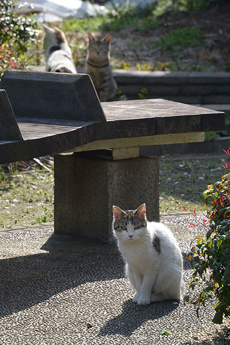 街のねこたち